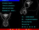 Captura 2 de Órgãos Reprodutores