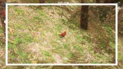 Captura 3 de BirdSim