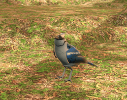 BirdSim
